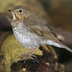 Swainson's Thrush